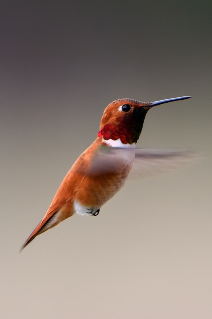 Bird Poem – Precious Little Thing