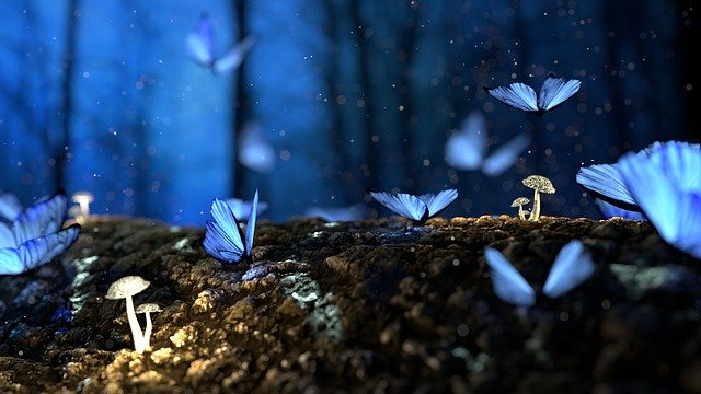 Butterfly Poem – Love Is a Butterfly